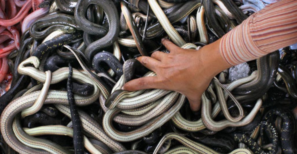 Human Planet 6 Of 8 - Grasslands - Roots Of Power (2011)