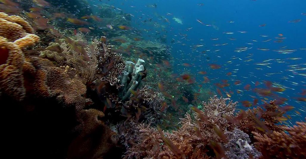 Human Planet 1 Of 8 - Oceans - Into The Blue (2011)