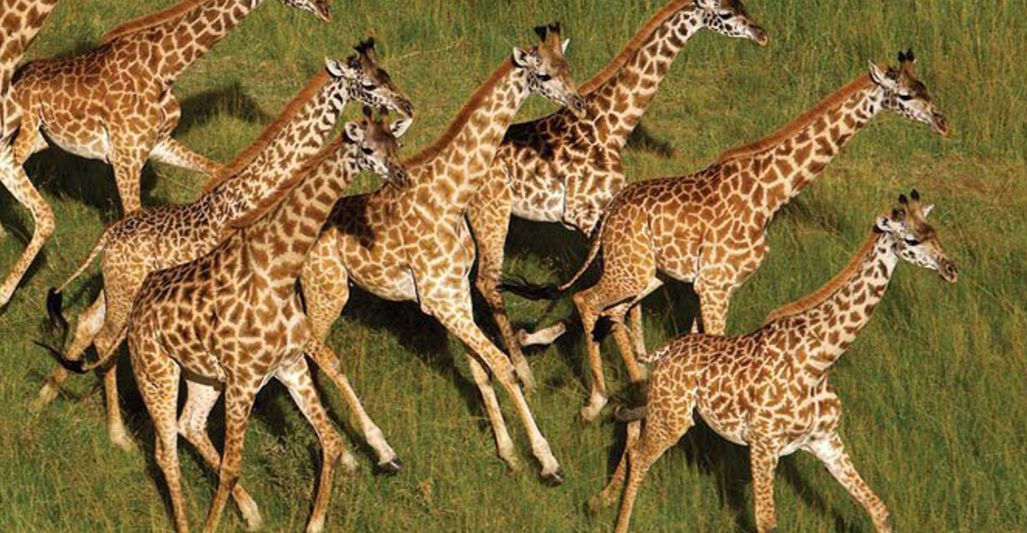 Earth From Above Life