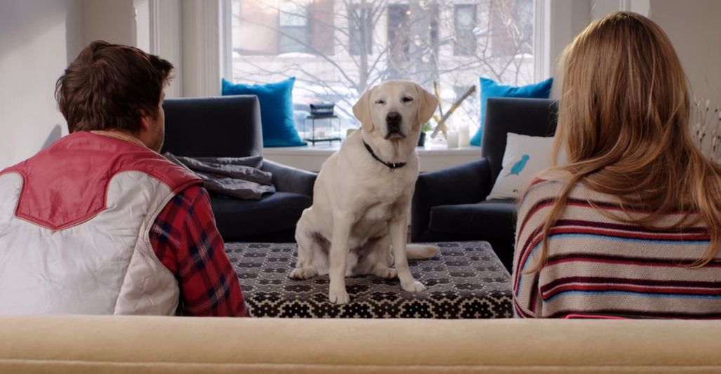 Who Gets the Dog?  (2016)