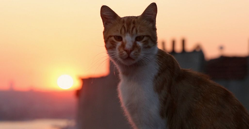 Kedi (2016)