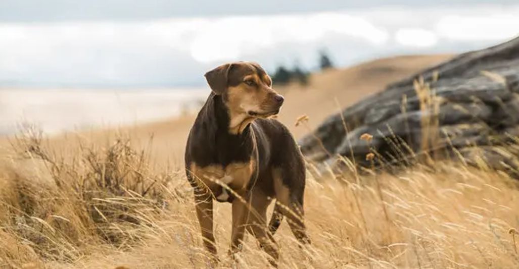 A Dog's Way Home (2019)