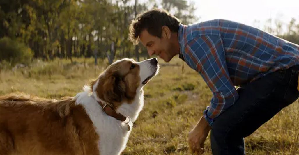 A Dog's Journey (2019)